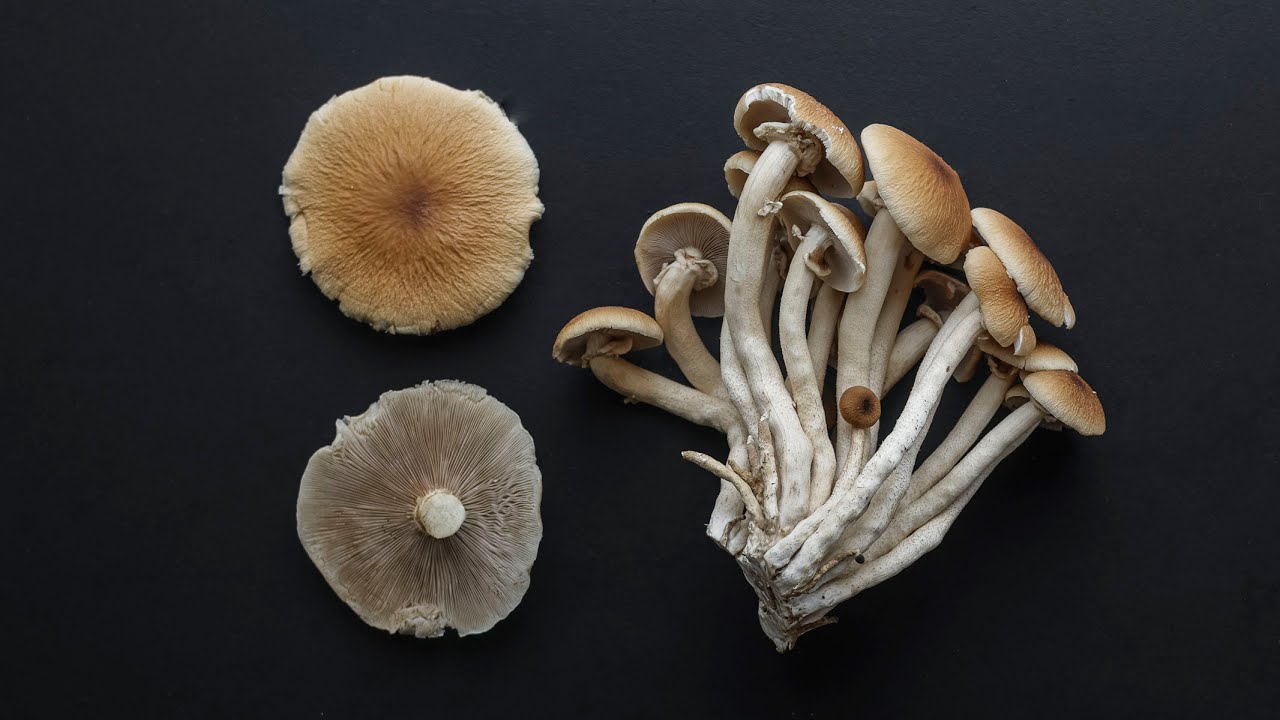 The Black Poplar or Pioppino Mushroom (Cyclocybe aegerita)