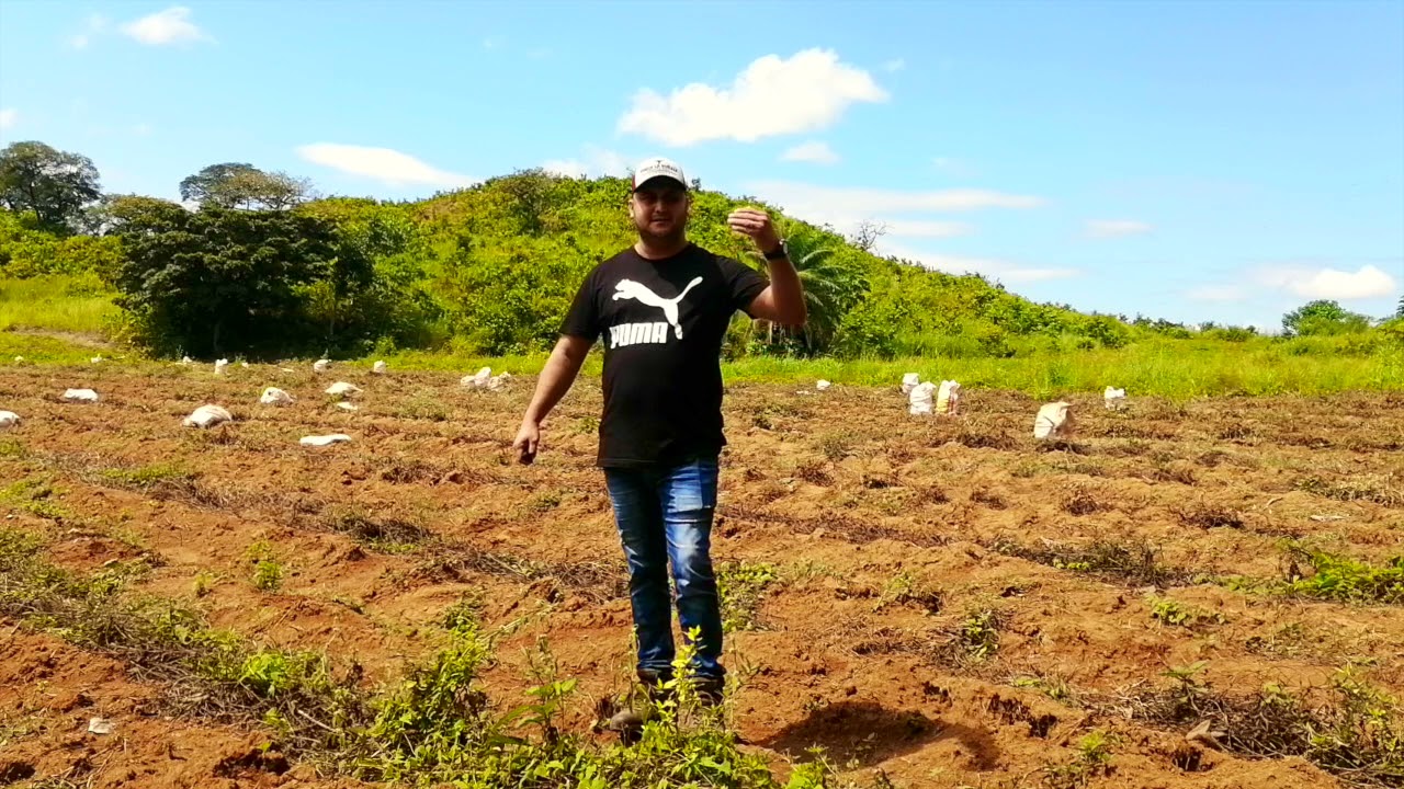 Cultivo de ñame Parte 2- Paquete tecnológico Biofertilizantes y Ácidos Carboxílicos