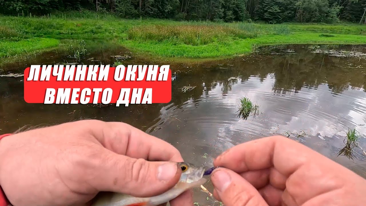Как поймать окуня летом 🎣 Ловля на Dayo Atarashii — рыбалка в удовольствие