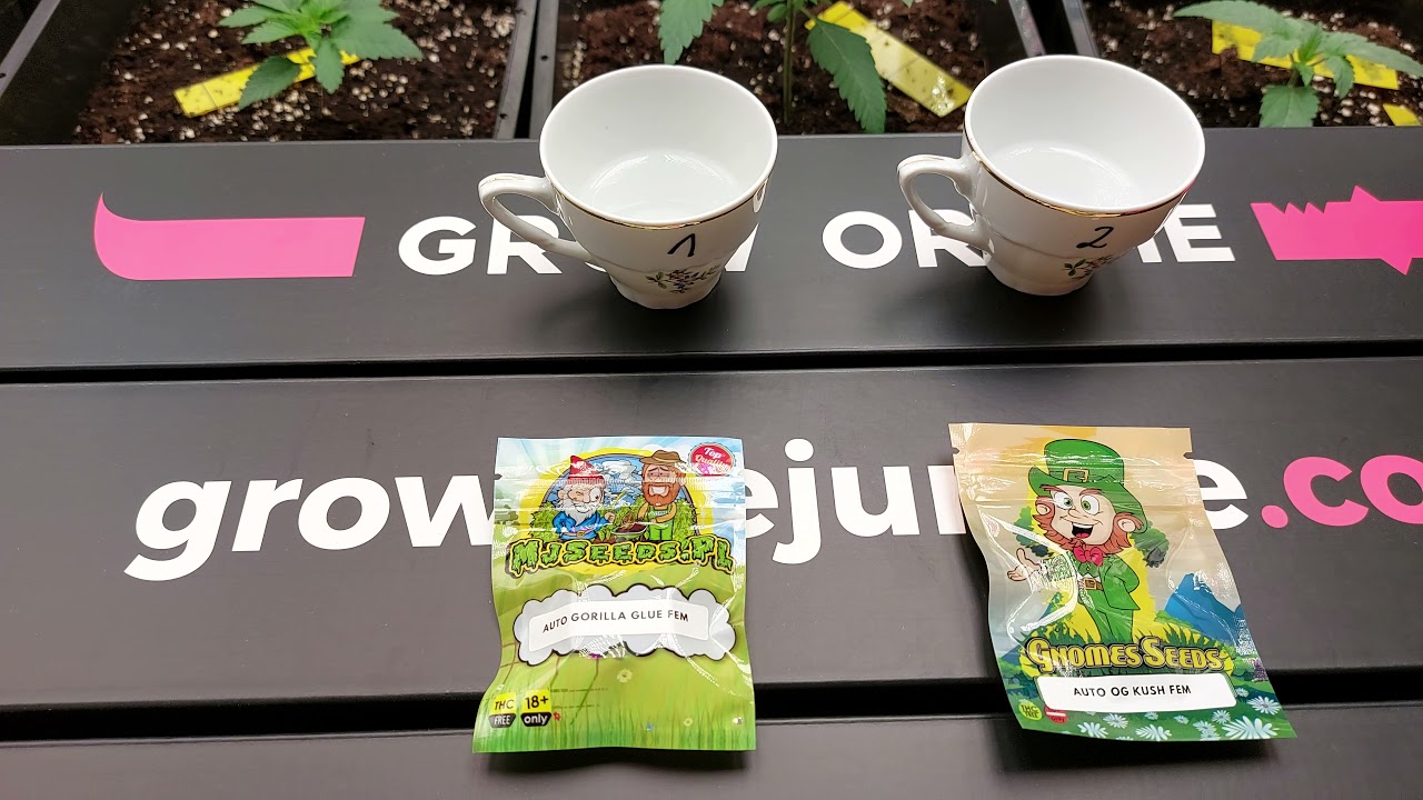 Grow the jungle