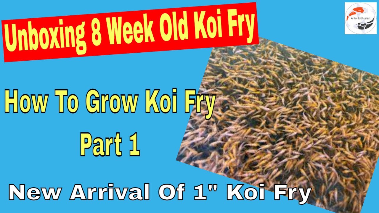 Unboxing 8 Week Old Koi Fry - How To Grow Koi Fry Part 1 - New Arrival Of 1