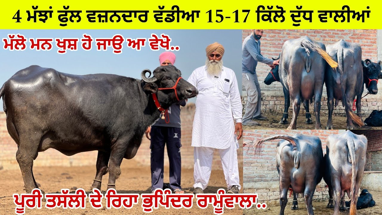 ਸ.ਭੁਪਿੰਦਰ ਸਿੰਘ ਰਾਮੂਵਾਲੇ ਕੋਲ 4 ਮੱਝਾਂ ਵੱਡੀਆਂ 15-18 ਕਿੱਲੋ ਵਾਲੀਆਂ ਵਿਕਾਉ/ ਵੇਖੋ ਨਜ਼ਾਰੇ/ ਪੱਟੀ ਤਰਨਤਾਰਨ 