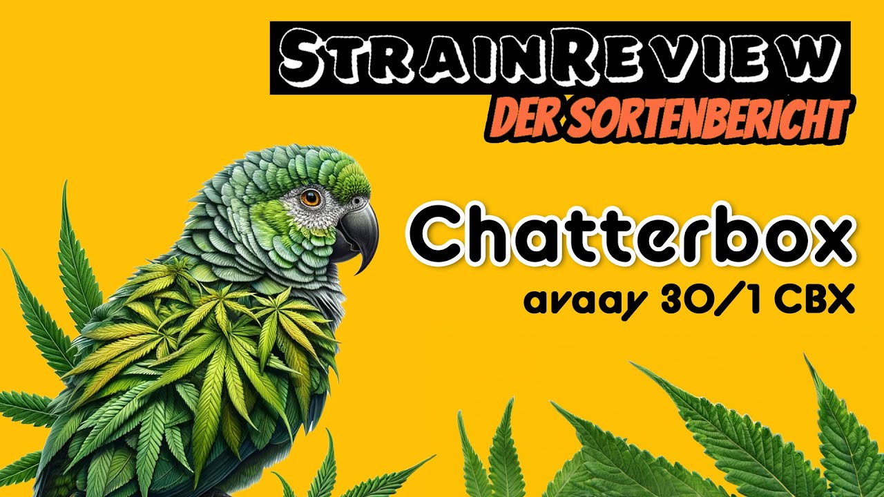 Der medizinische Sortenbericht - Chatterbox - avaay 30/1 CBX