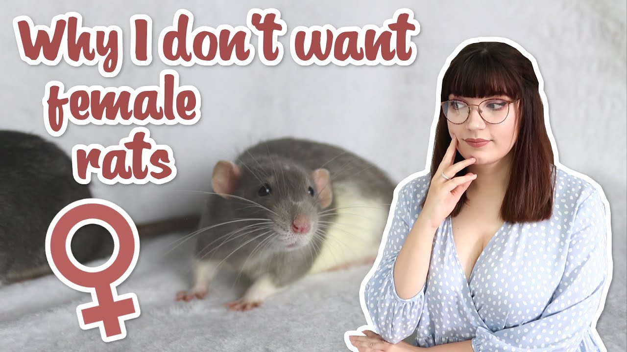 Why I don't want to own female rats | Q&A