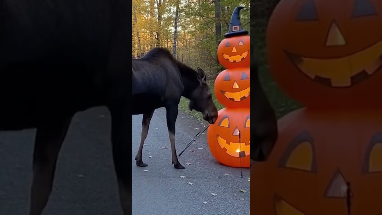 Raccoons VS Halloween Decorations: Funniest Reactions Ever! 🎃🦝 #Raccoons #Halloween