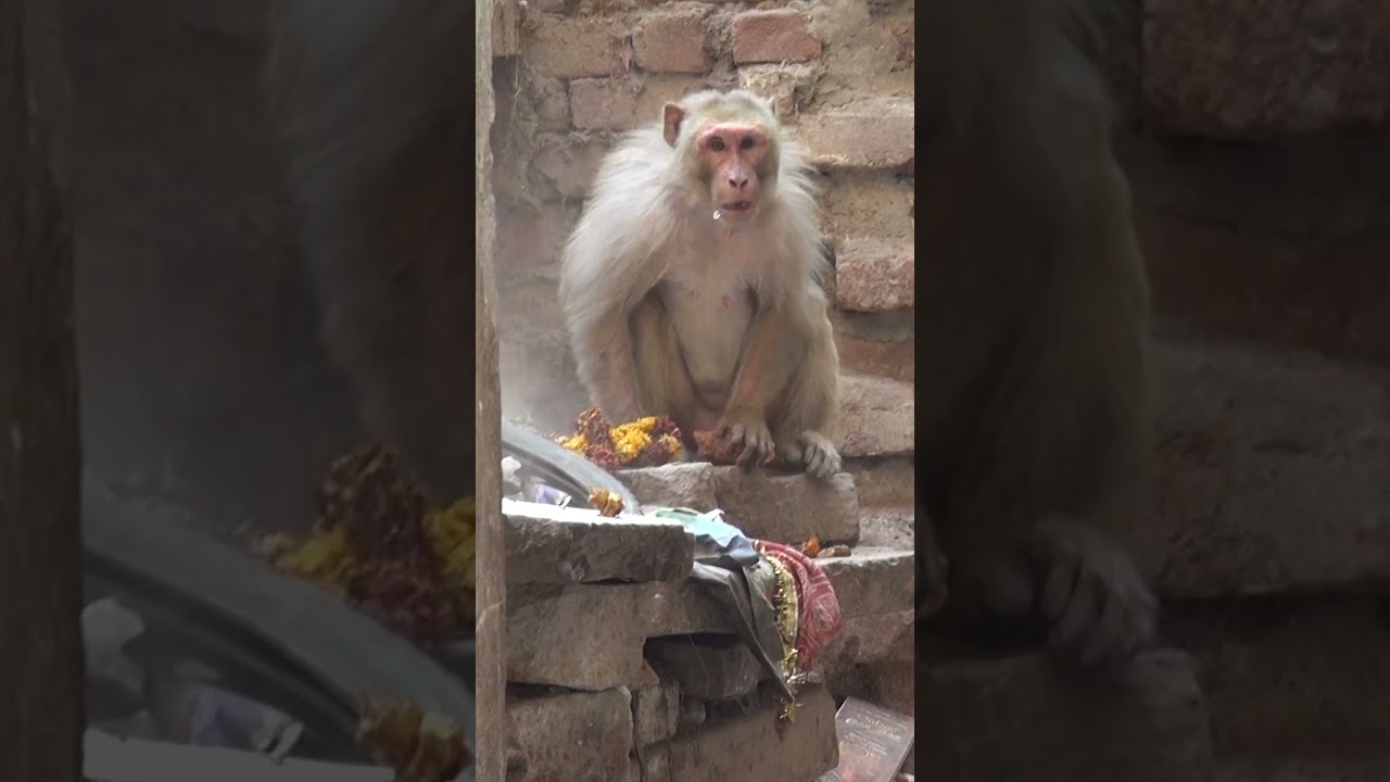 Monkey Attack India #shorts