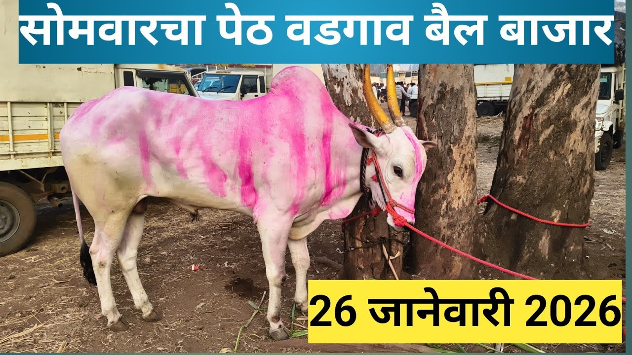 पेठ वडगाव बैल बाजार #बैलबाजार #बैलगाडा_शर्यत_महाराष्ट्र #चाकण #bailbazar #bailbazarmaharashtracha 