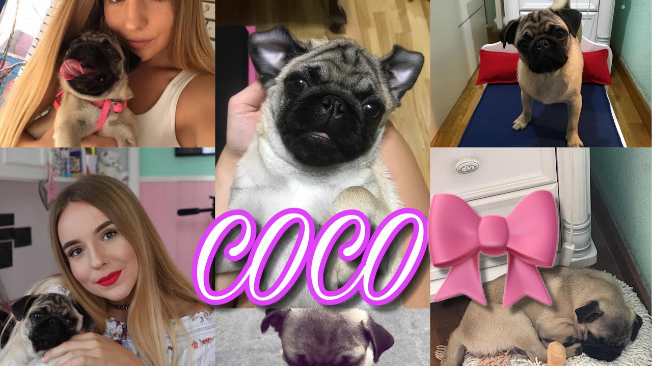 Pet Tag | Coco