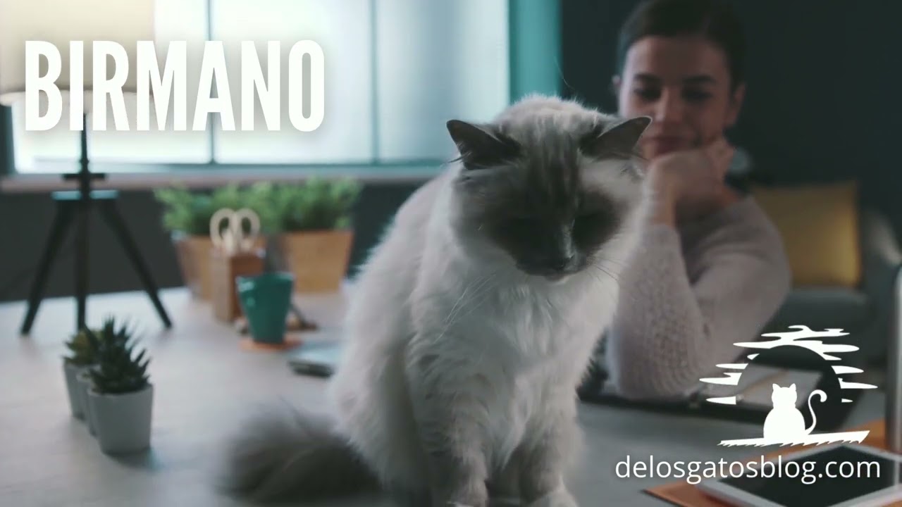Gato Birmano en movimiento