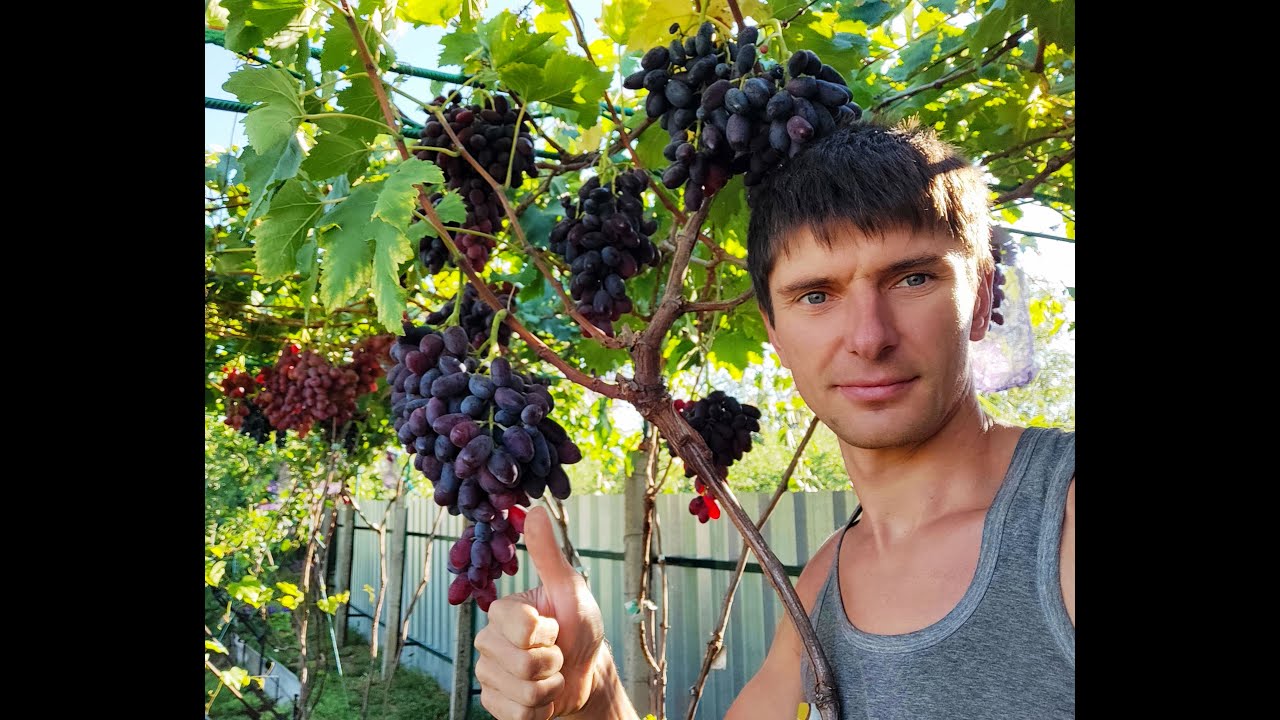 Найдён, Валенсия, Красавец, Посейдон.