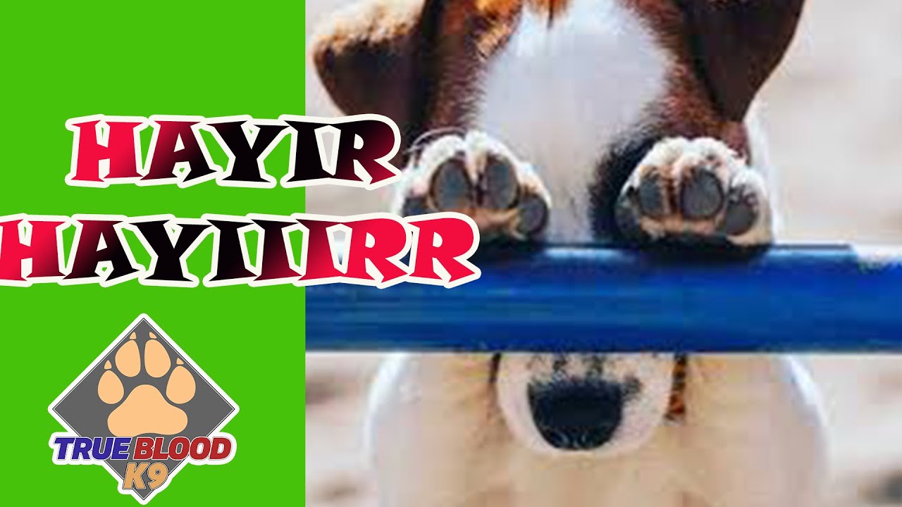 KÖPEĞİME HAYIRI NEDEN ÖĞRETEMEDİM - HAYIR - KÖPEK EĞİTİMİ