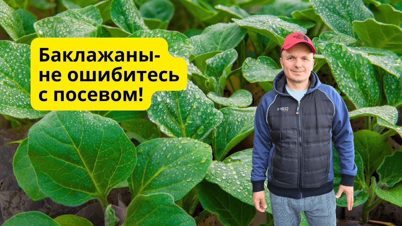 Когда сеять баклажаны на рассаду- точные сроки!