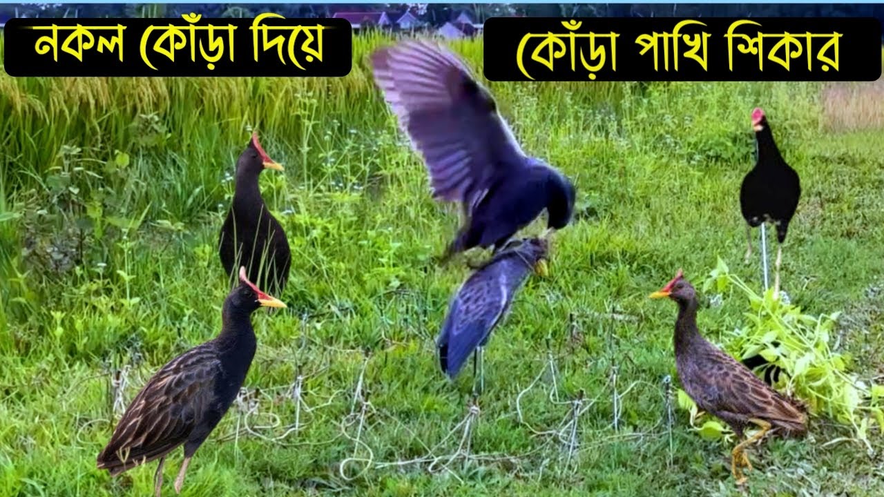 Kora Pakhi Shikar | Kora Pakhi Dhorar Sohoj upy | Kora Pakhi | Kora Pakhir Dak | Kora Pakhir Rington