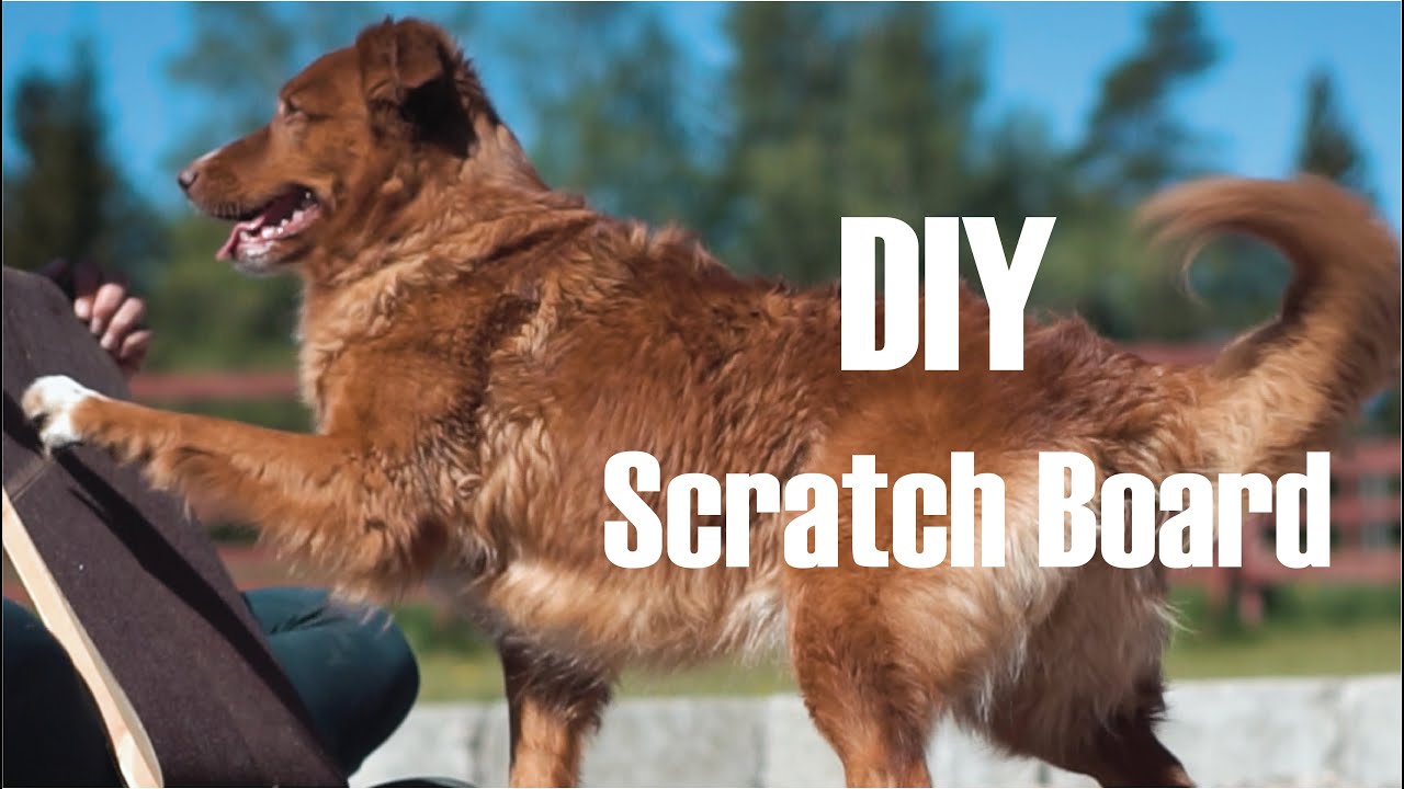 DIY Scratchboard Dogs| How to shorten dog nails | Method against dog nail clipping fear