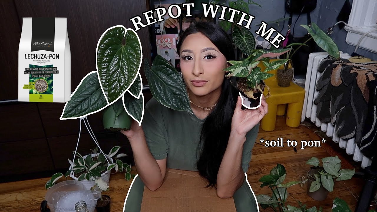 REPOT and chat with me🪴soil to pon & rust fungus 2024