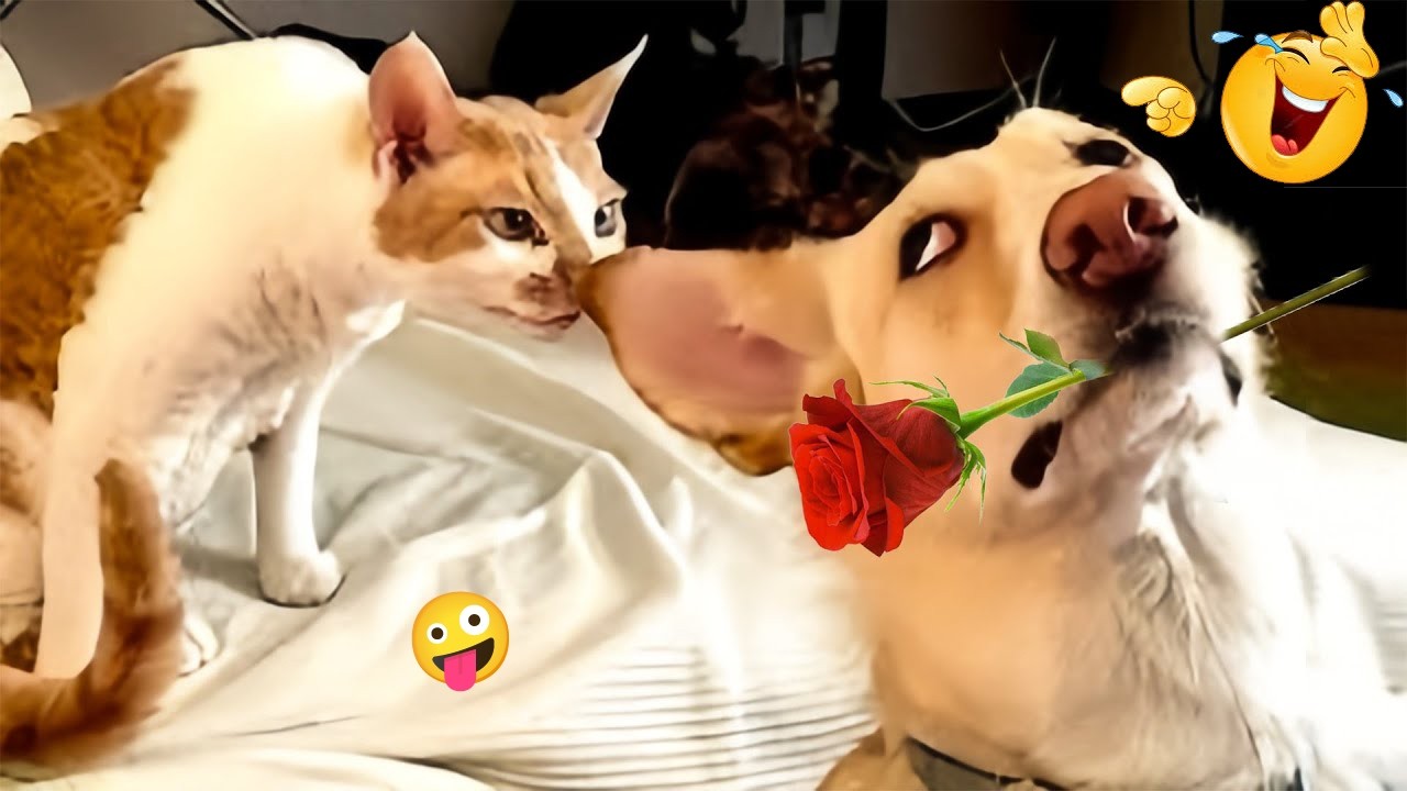 FUNNY DOGS FAILS 2026 🤣 Hilarious Dog Moments That Will Keep You Laughing All Day! 🐾#44