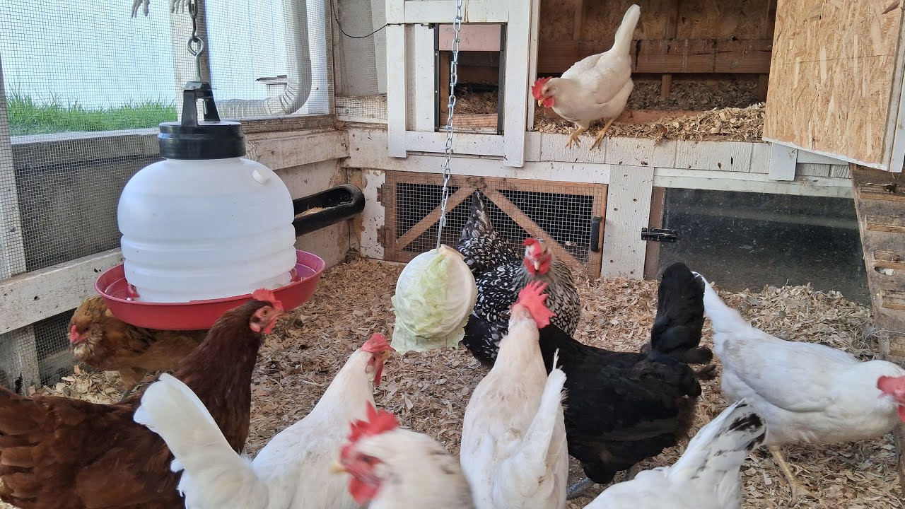 Good Morning!!!!!! Chicken Coop Cam