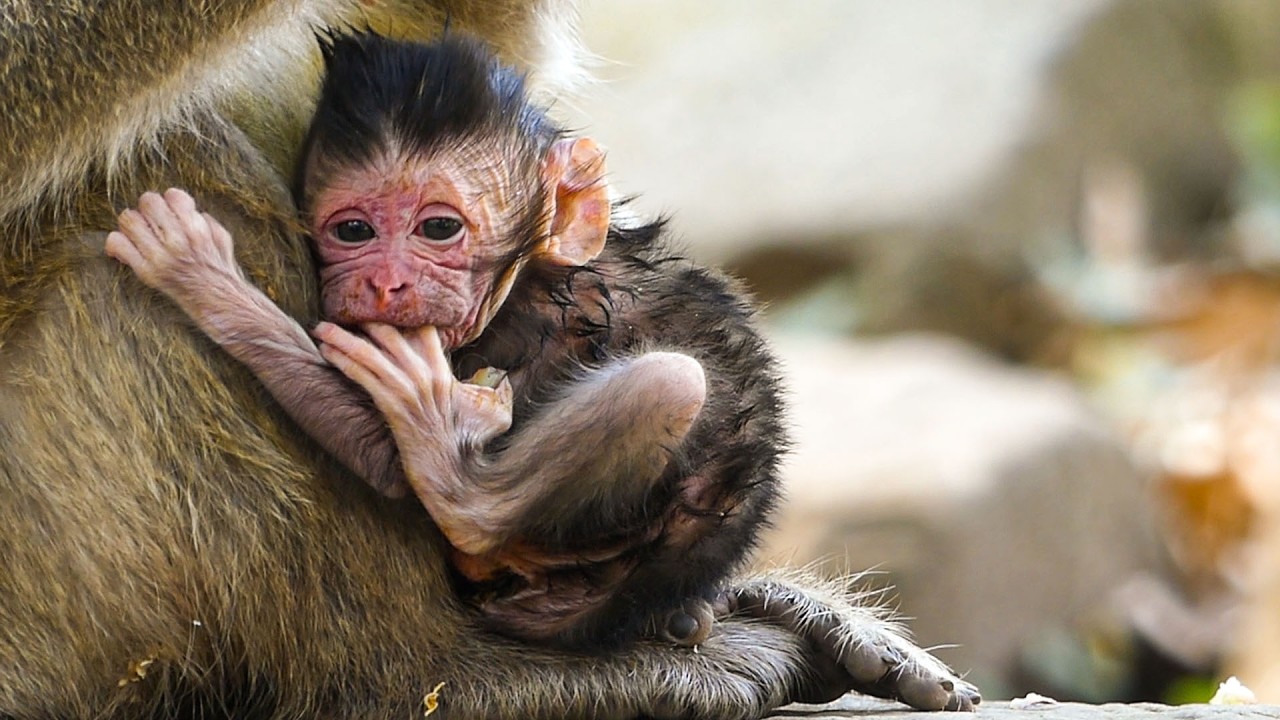 A calm scene in the wild | Congrats | Monkey Amaya gives birth to newborn baby name (Avery)