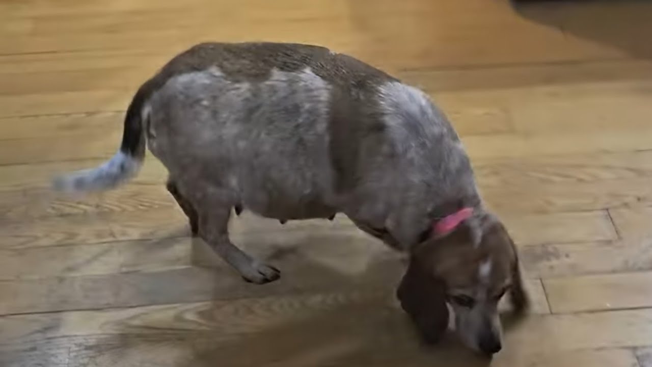 STORMIE-potamus the BEAGLE is due very soon!!