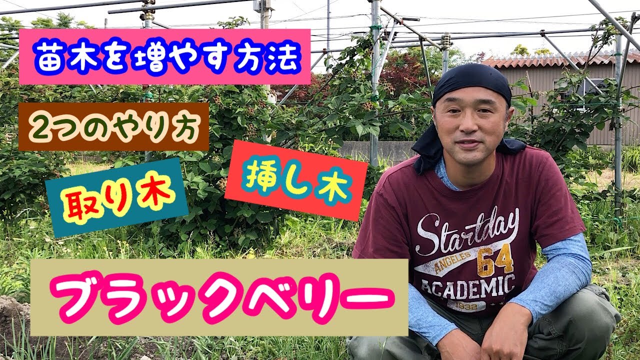 ブラックベリーの苗木増やす2つの方法！取り木と挿し木《家庭菜園》