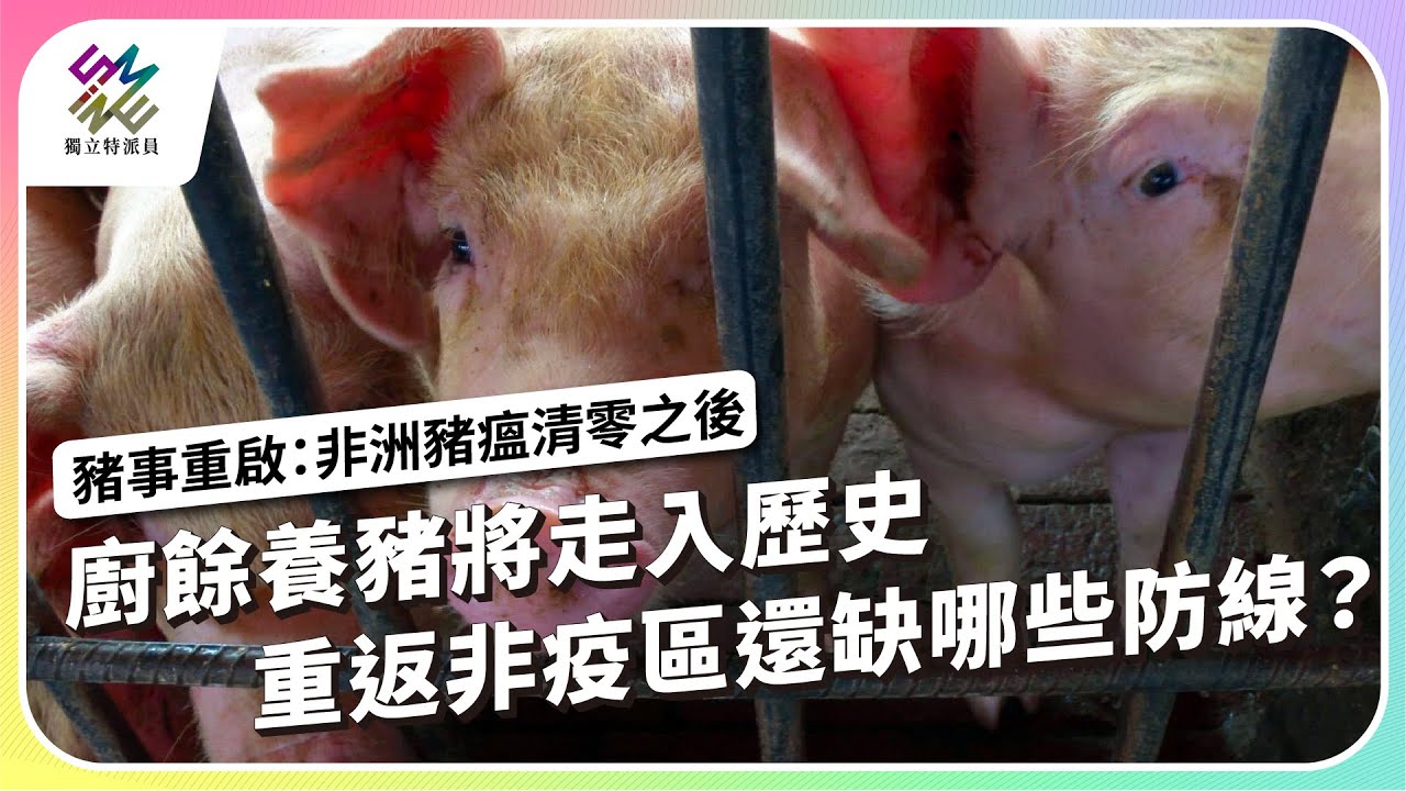 廚餘養豬將走入歷史，重返非疫區還缺哪些防線？｜豬事重啟：非洲豬瘟清零之後｜公視 #獨立特派員 第932集 20251210