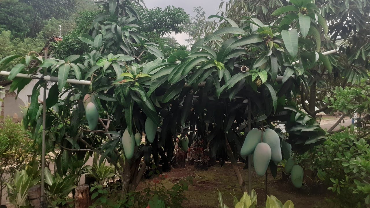 BIAR KECIL BERBUAH LEBAT ( MANGGA KIOJAY )
