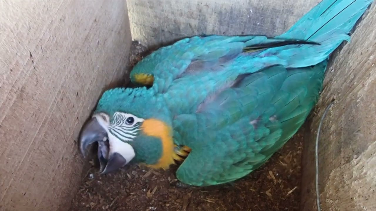 Nineteen chicks fledge to the wild: Laney Rickman Blue-throated Macaw Reserve Nest Box Program 2025