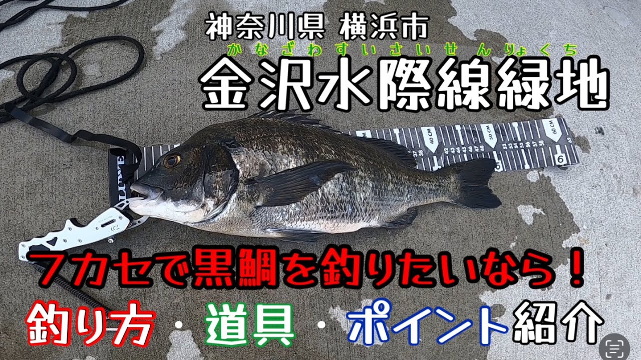 金沢水際線緑地でフカセ釣り【フカセ黒鯛】