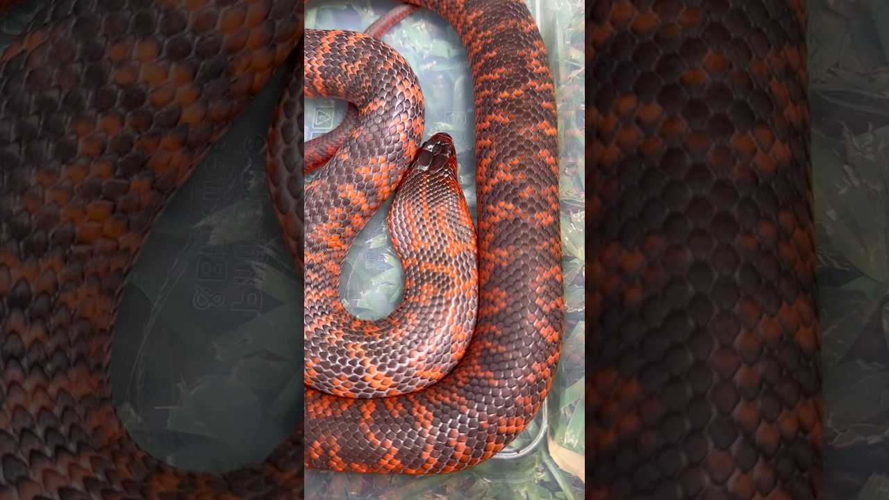 Australia’s prettiest snake?! The Collet’s Snake 