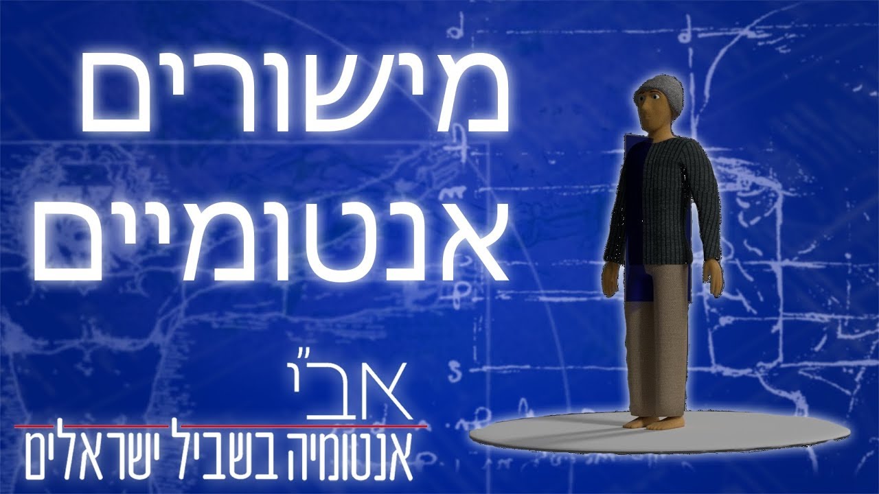 מישורים אנטומיים ומישורי התנועה