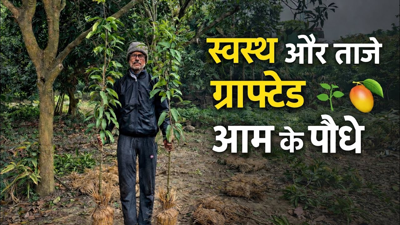 Ashok Nursery में ग्राफ्टेड आम के पौधों की एक झलक 🌱🥭