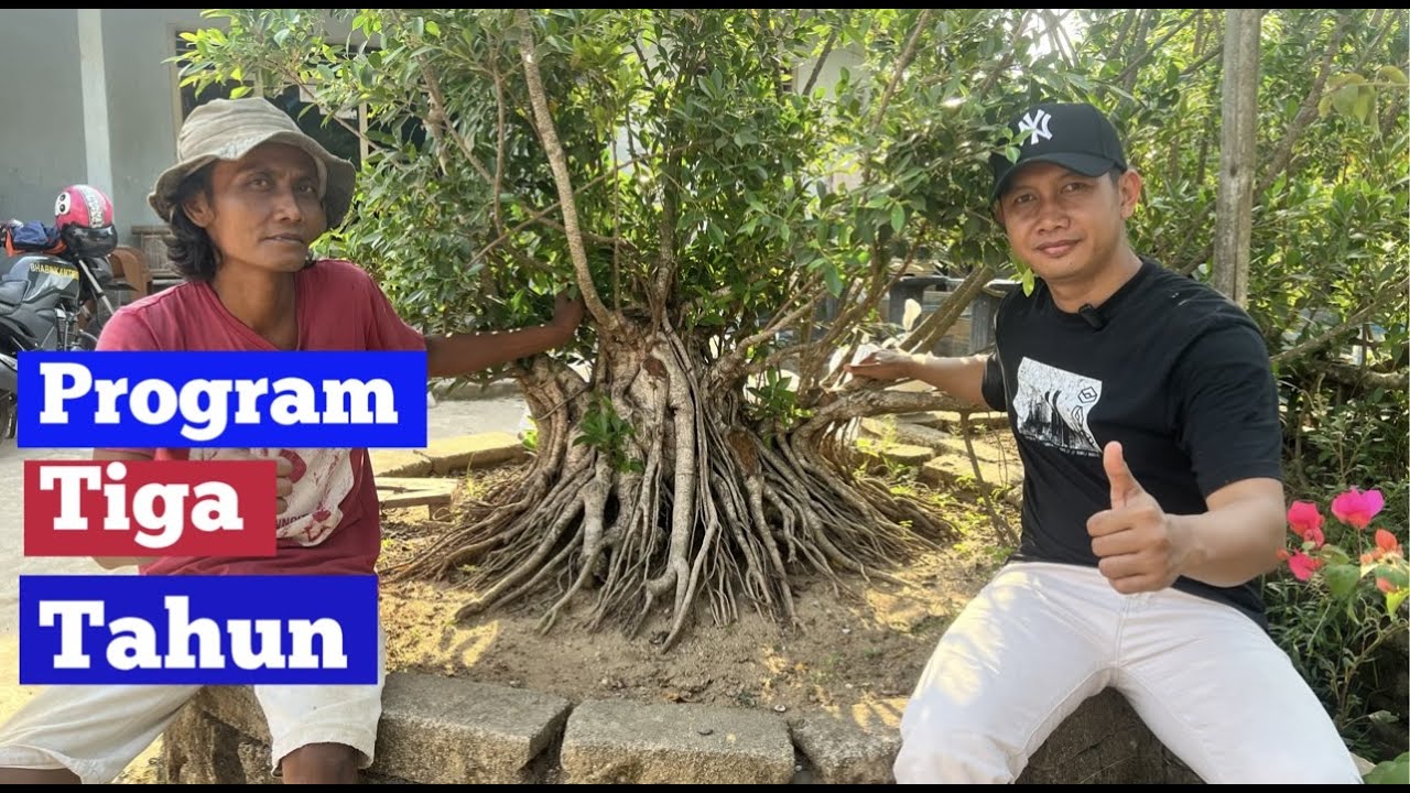 Program Kimeng Gabungan Mas Ari Cukup 3 Tahun Siap Tampil