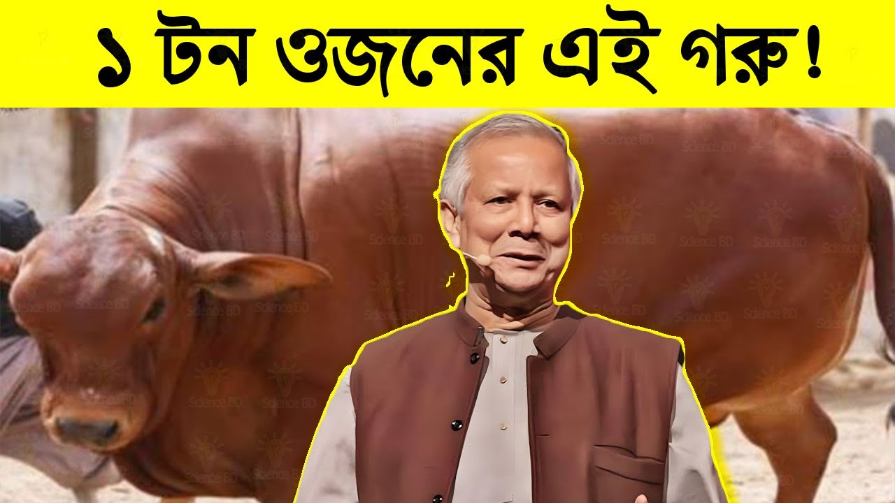 ১ টন ওজনের এই গরু গুলোকে দেখলে অজ্ঞান হয়ে যাবেন | 10 Biggest Bulls in the World | Science BD