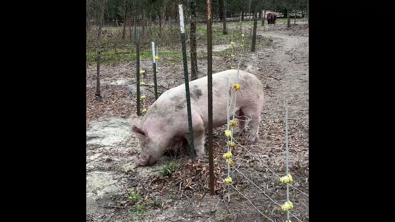 Building a farrowing pen for Hazel