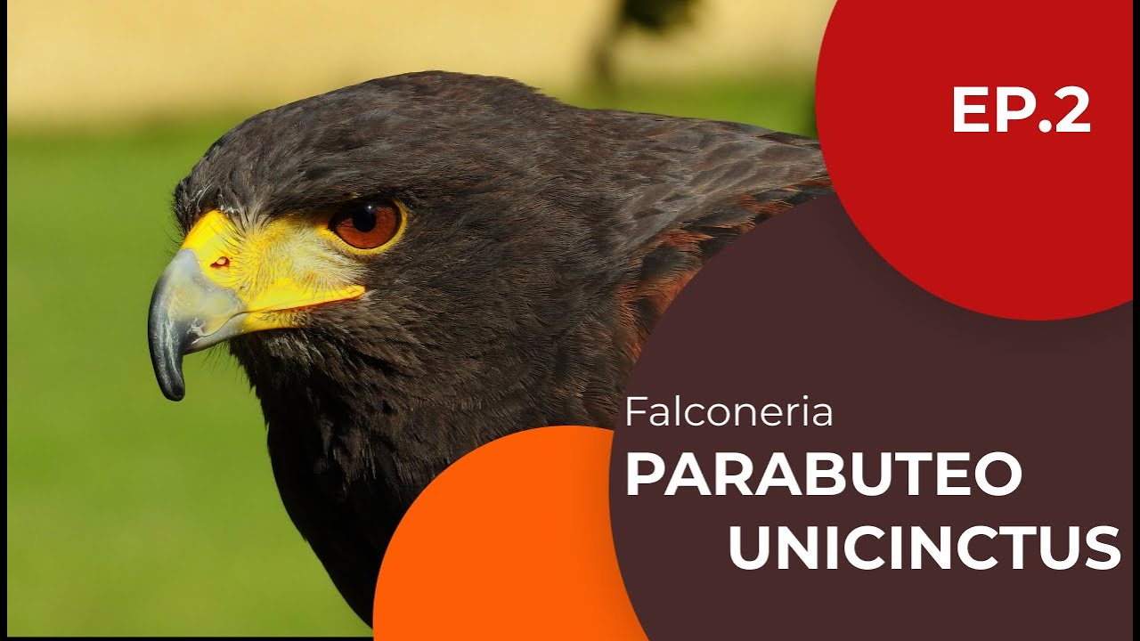 Parabuteo unicinctus - канюк Харриса - соколиная охота, эп. 2 - С субтитрами