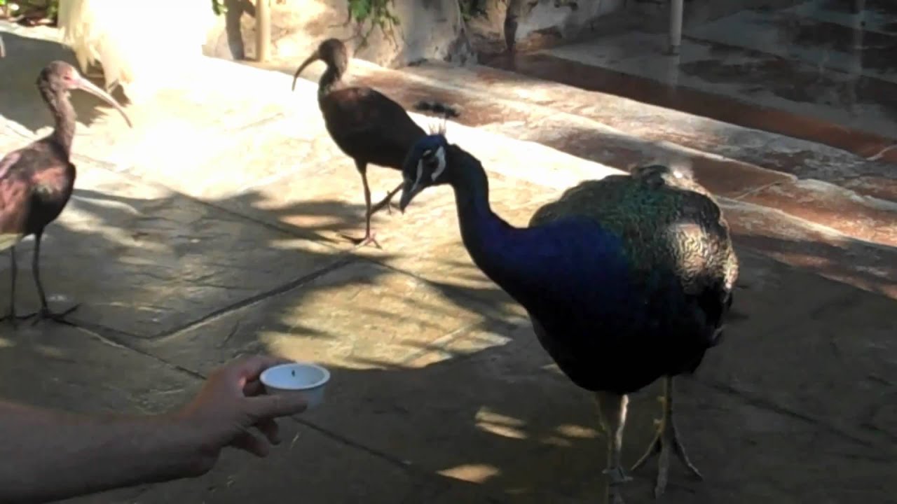 Sea World Discovery Cove Aviary