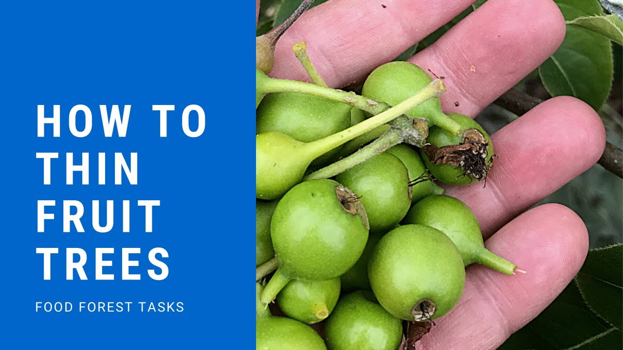 How to Thin Fruit Trees in a Food Forest