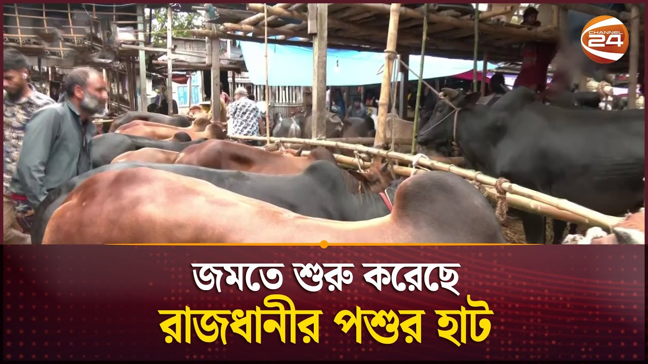 জমতে শুরু করেছে রাজধানীর পশুর হাট | Dhaka | Cow Haat | Channel 24