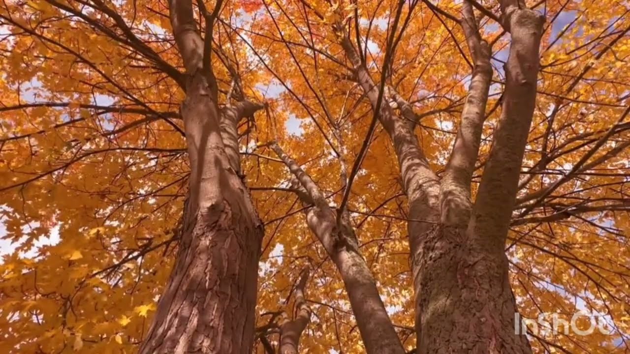 Ho'oponopono Prayer - Healing meditation  #hooponopono #meditation #healing #hawaiian 