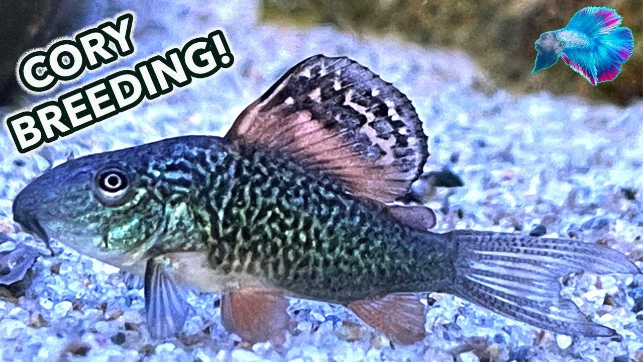 FISH ROOM BREEDING UPDATE!  ** CORYDORAS / PLECOS **