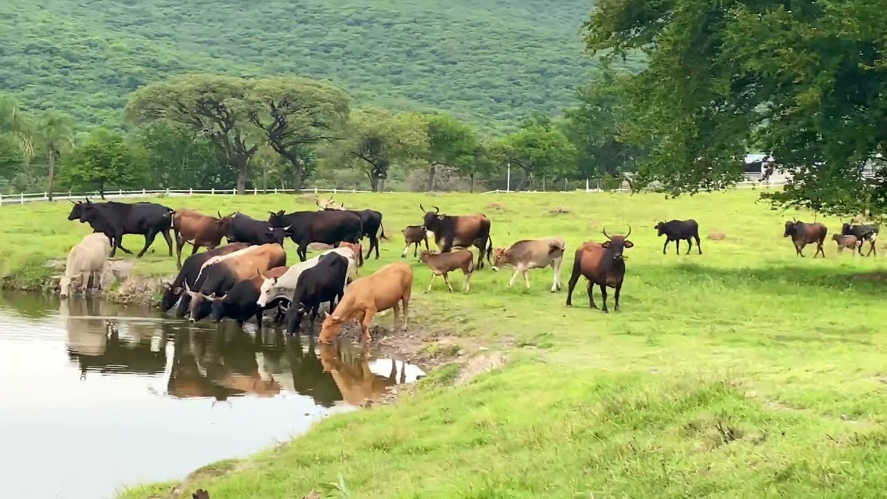 🐂Todas Las CRIAS Del PEQUE&Ntilde;O GRAN GUERRERO🐂Rancho La CANDELARIA