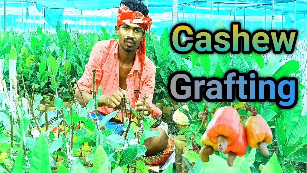 Cashew Grafting // Kaju Kalami @chinkicreations
