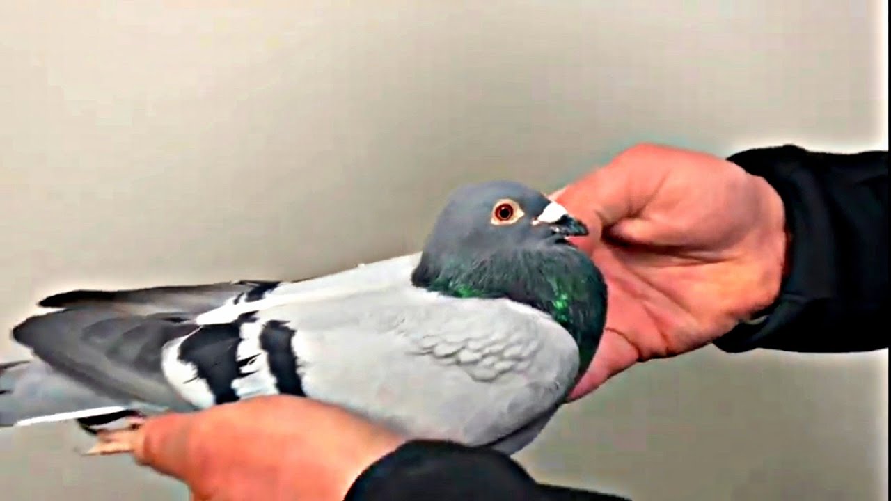 Maurice Delbar Pigeons - One of the foundation of many Fanciers - DPC