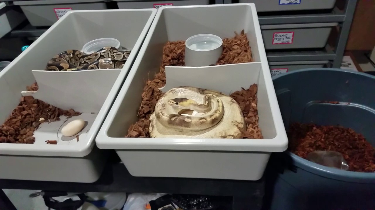 Ball python clutches #3, 4 and 5.