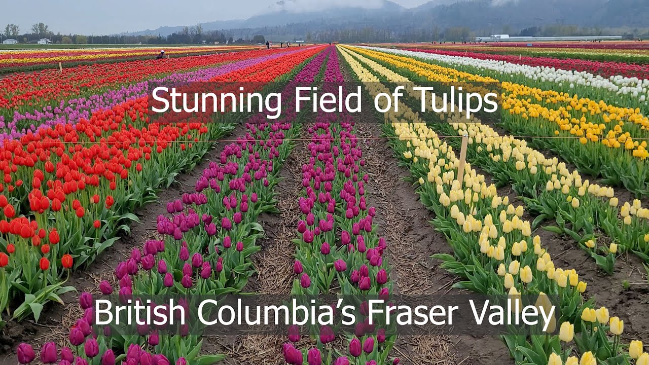 Abbotsford Tulip Festival 2023 - Lakeland Flowers, explore the blooming beauty in the Fraser Valley