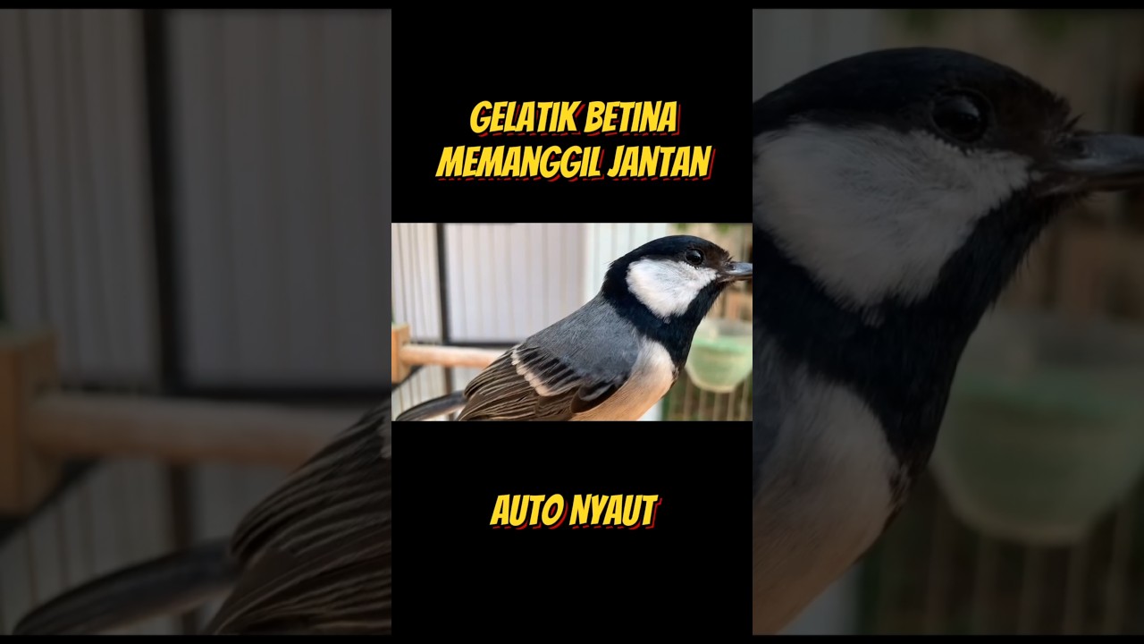 glatik betina auto nyaut #glatik #gelatik #gelatikbatugacor #masteranburung #burungkecil #wucit