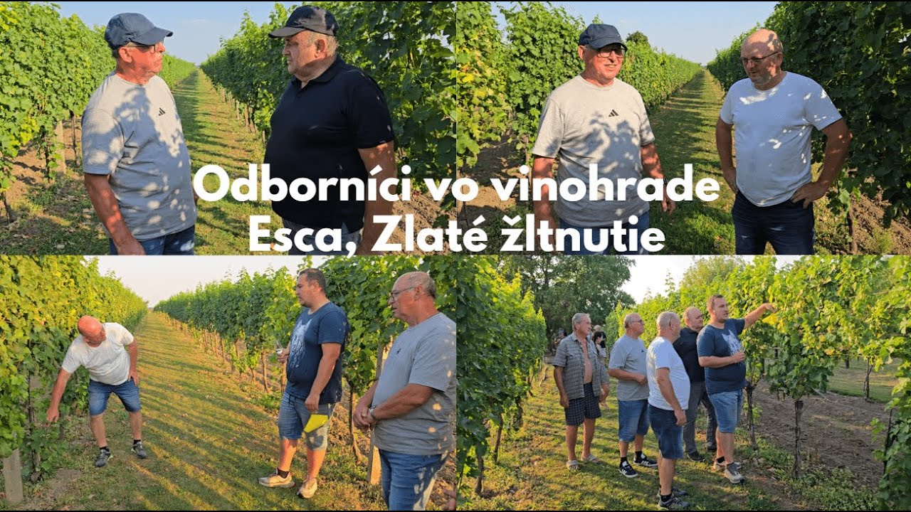 Odborníci vo vinohrade, Esca, Zlaté žltnutie
