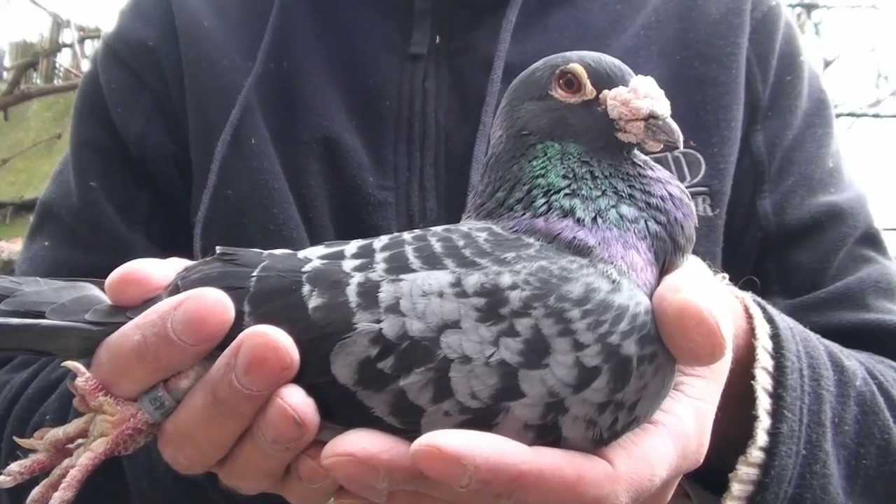 Champion 109,Ramses,Sobieski 3 Genarationen, KULBACKI RACING PIGEON STUD- Hodowla Gołębi Sportowych,