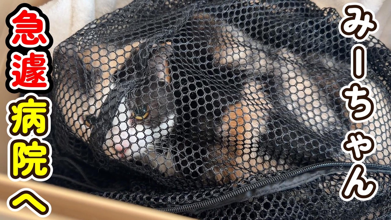 【急遽病院へ】みーちゃんの体調が悪化したので病院に行きました