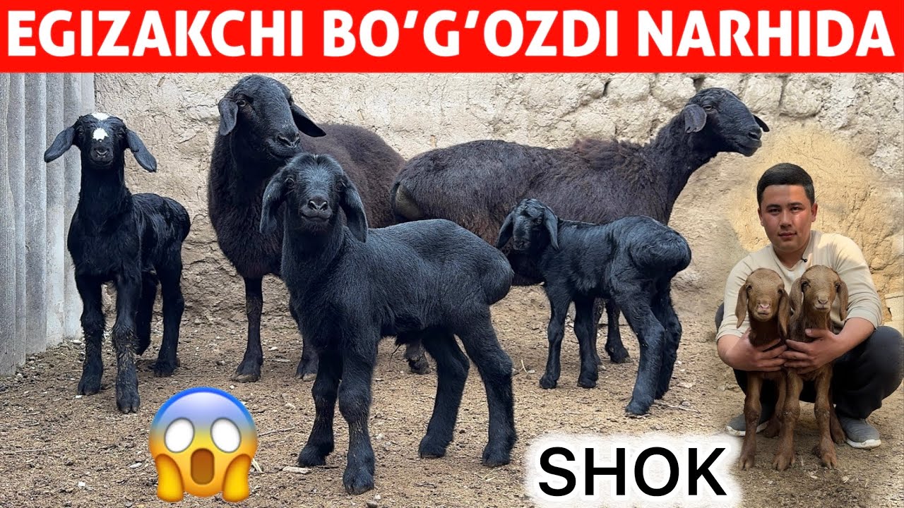 EGIZAKCHI BOGOZDI NARHIDA ONA BOLA QOYLAR KELDI SHOK 😱